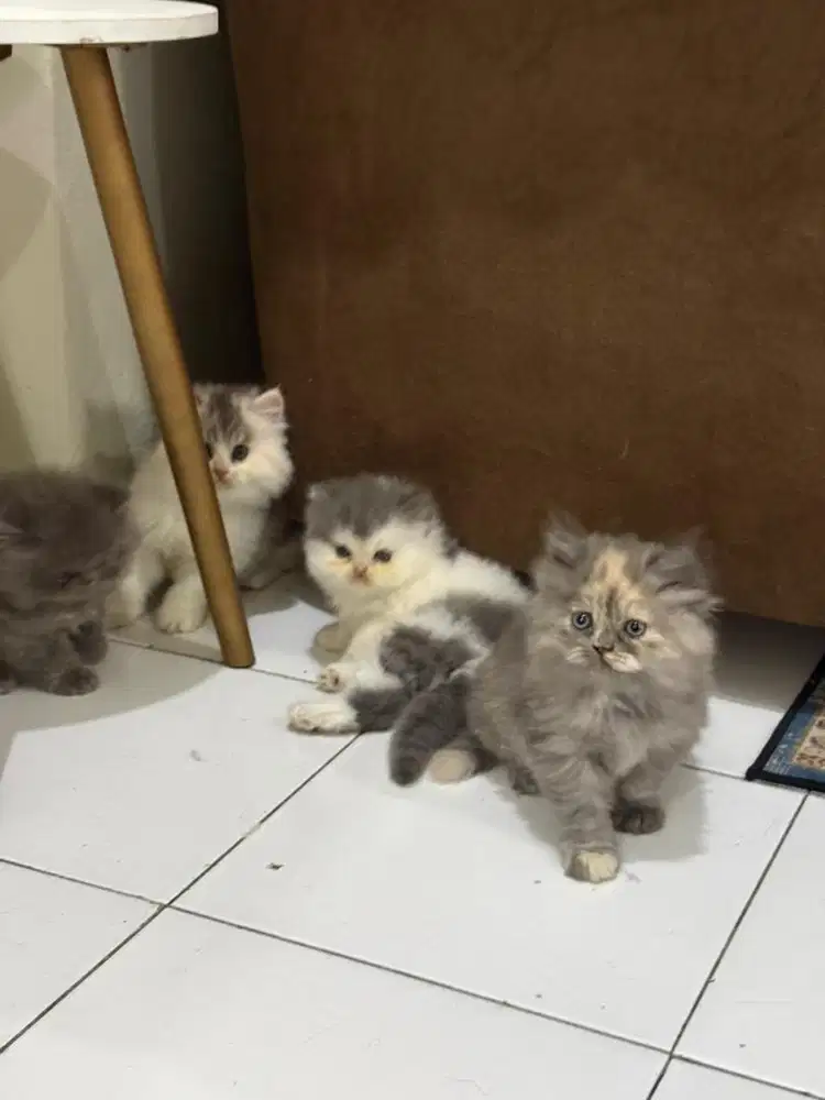 Peaknose X norwegian