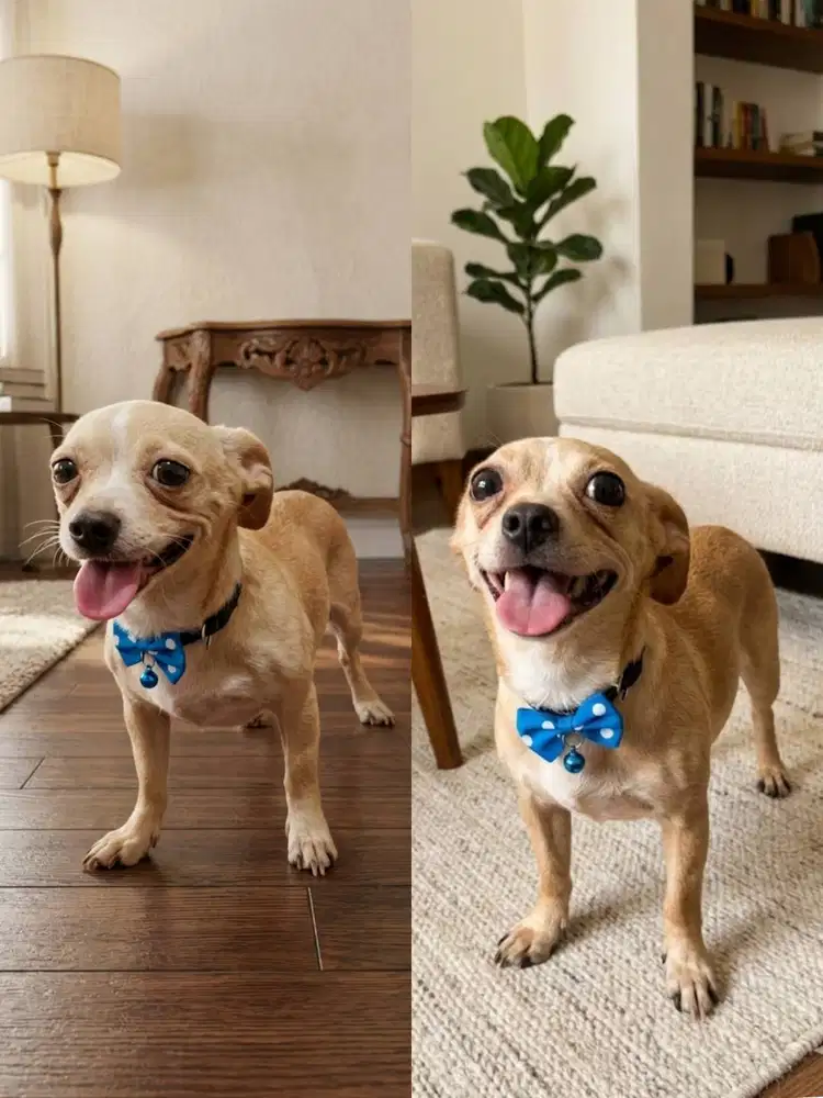 Jual Chihuahua Betina