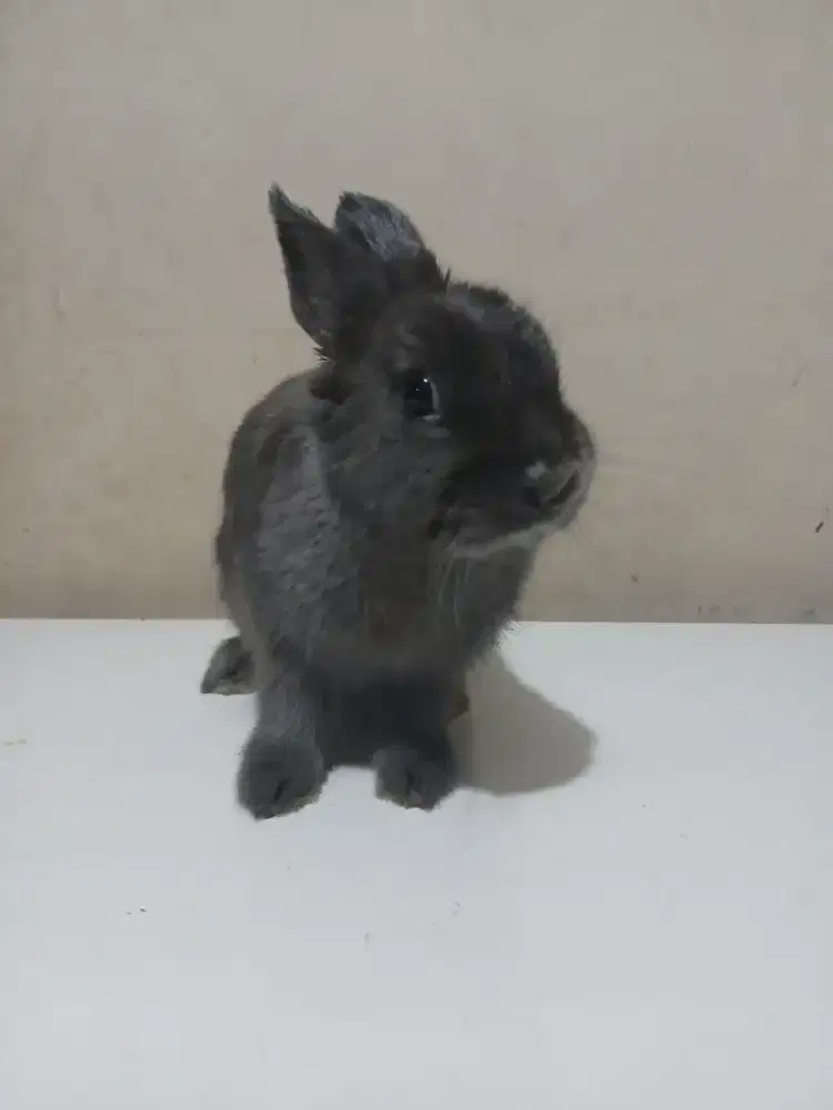 kelinci Netherland dwarf