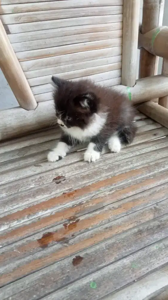 Kitten persia shorthair