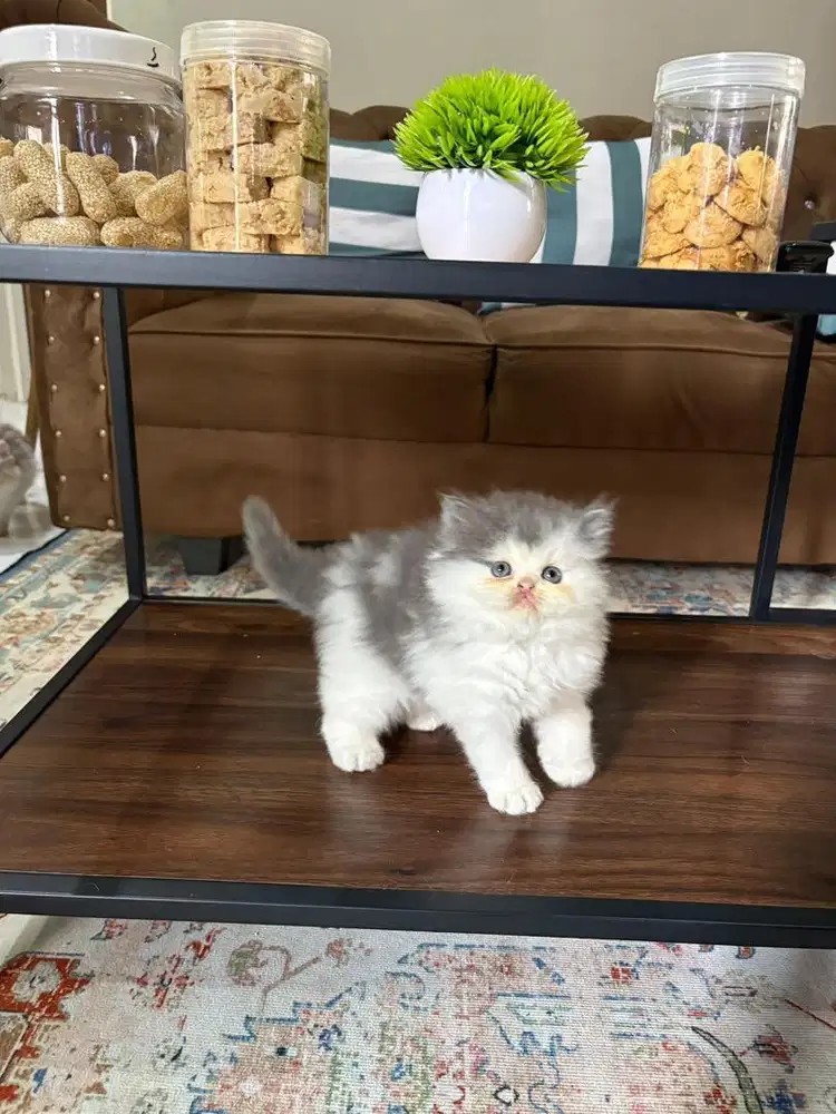 Peaknose X norwegian