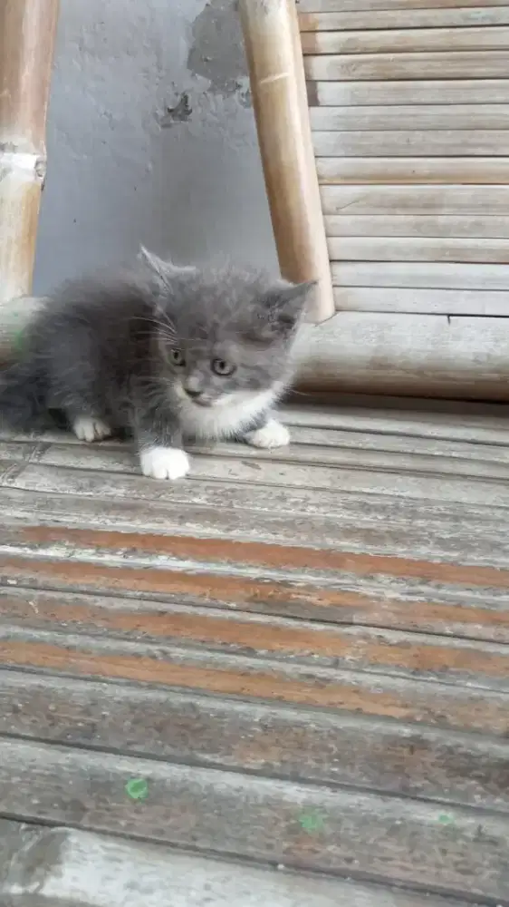 Kitten persia shorthair