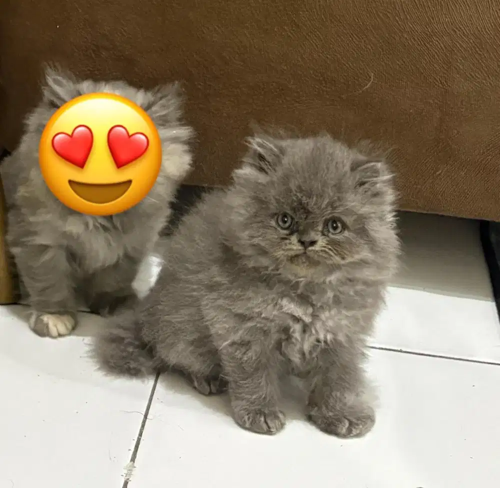 Peaknose X norwegian