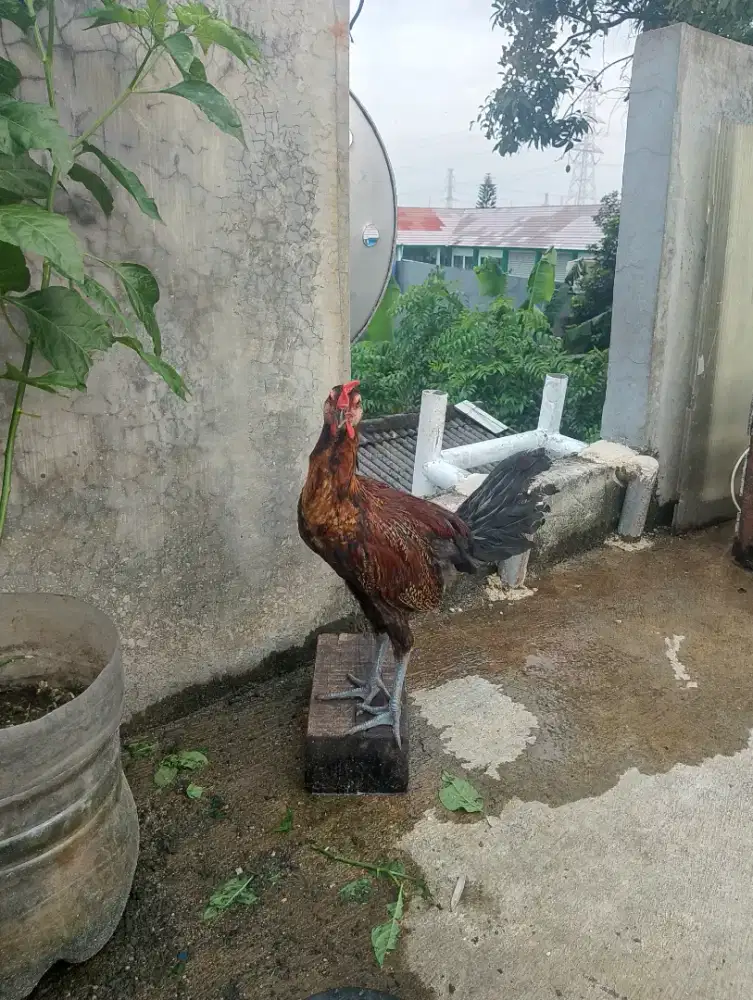 Di jual ayam pelung