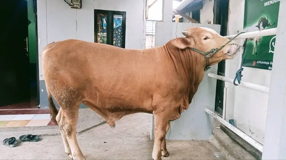 Sapi qurban bandung