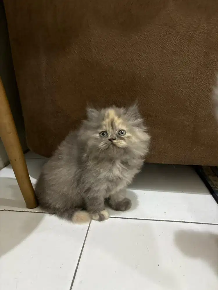 Peaknose X norwegian