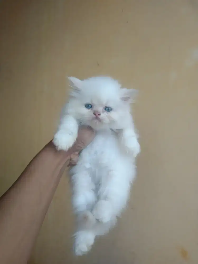 Persia jantan gembul usia 2 bulan mata biru