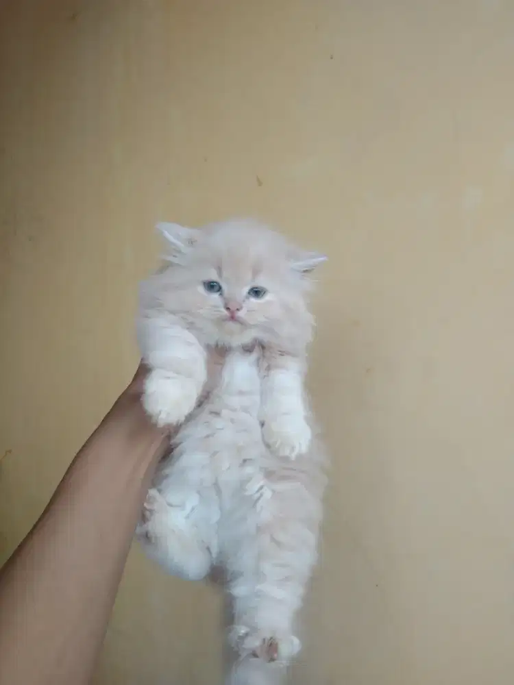 Kucing Persia jantan usia 2 bulan gembul