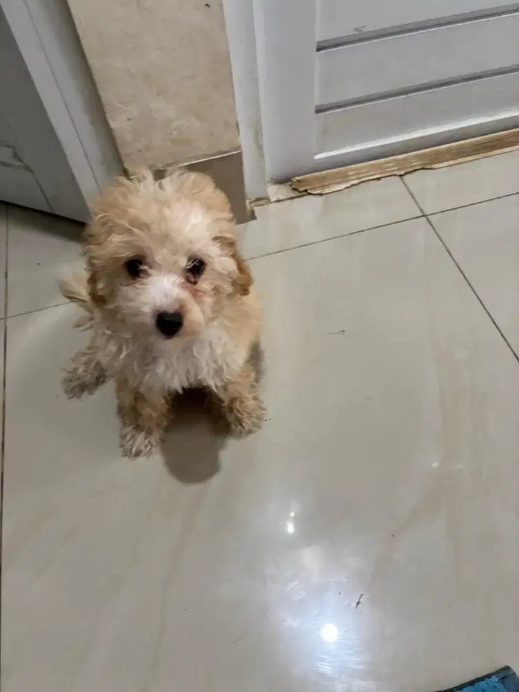 Dijual anak anjing Poodle mix