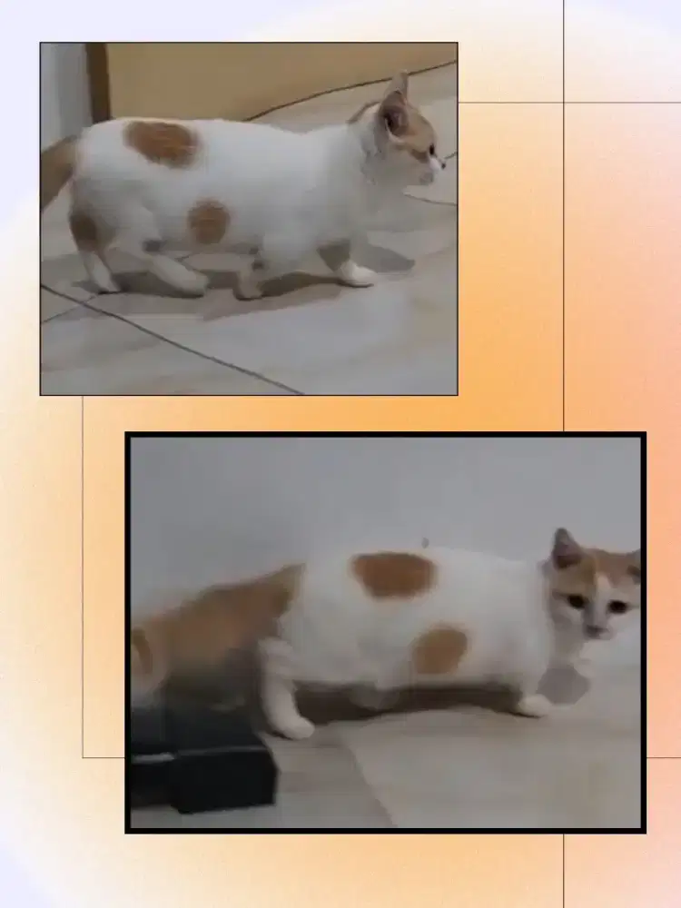 Munchkin Bicolor Betina