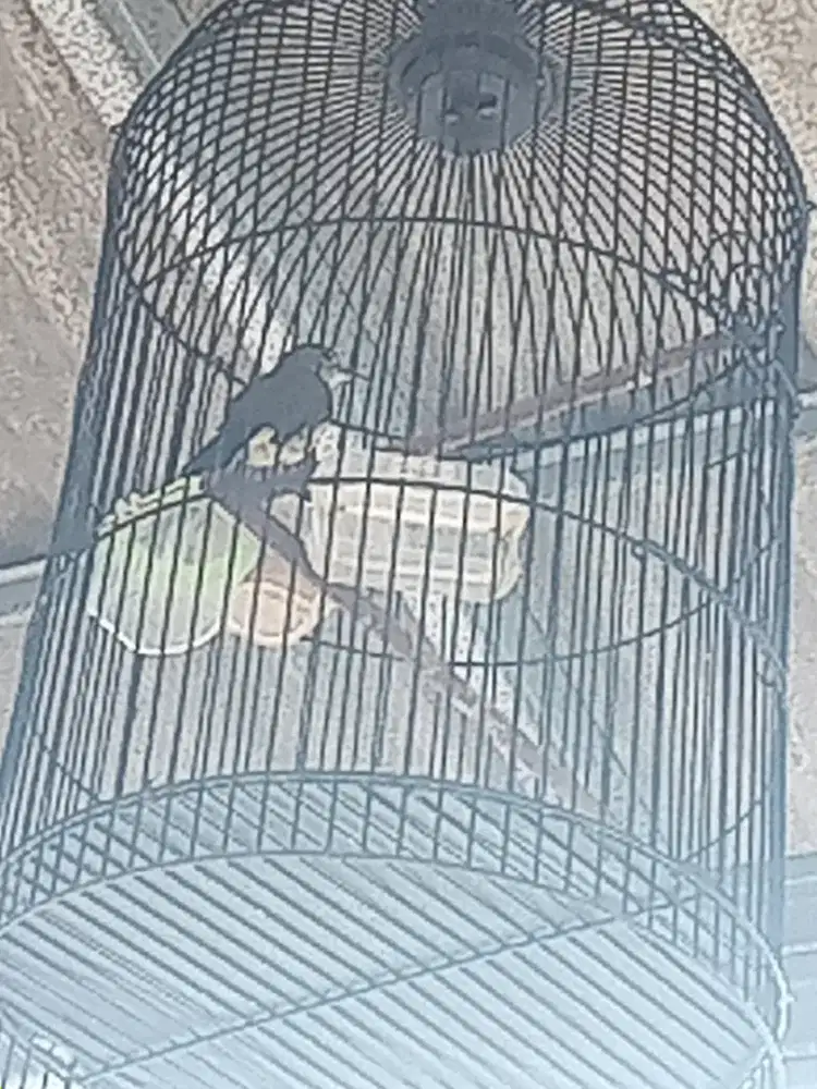 Burde fullset da Rajin spek ngeplong