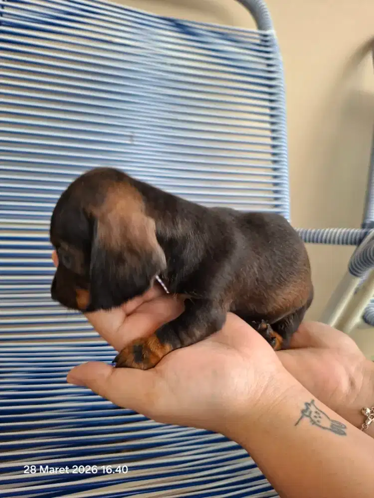 Anakan anjing tekel ( cewe )