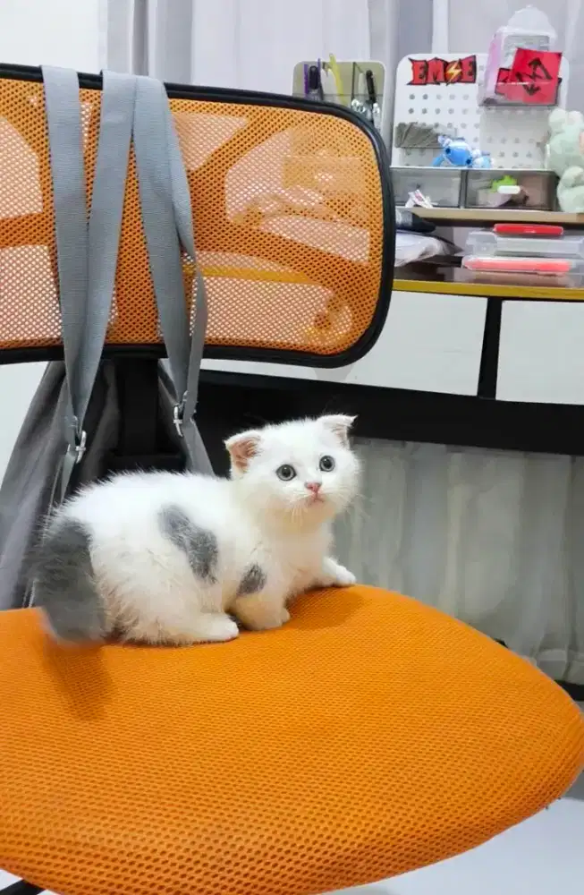 Munchkin Scottish fold