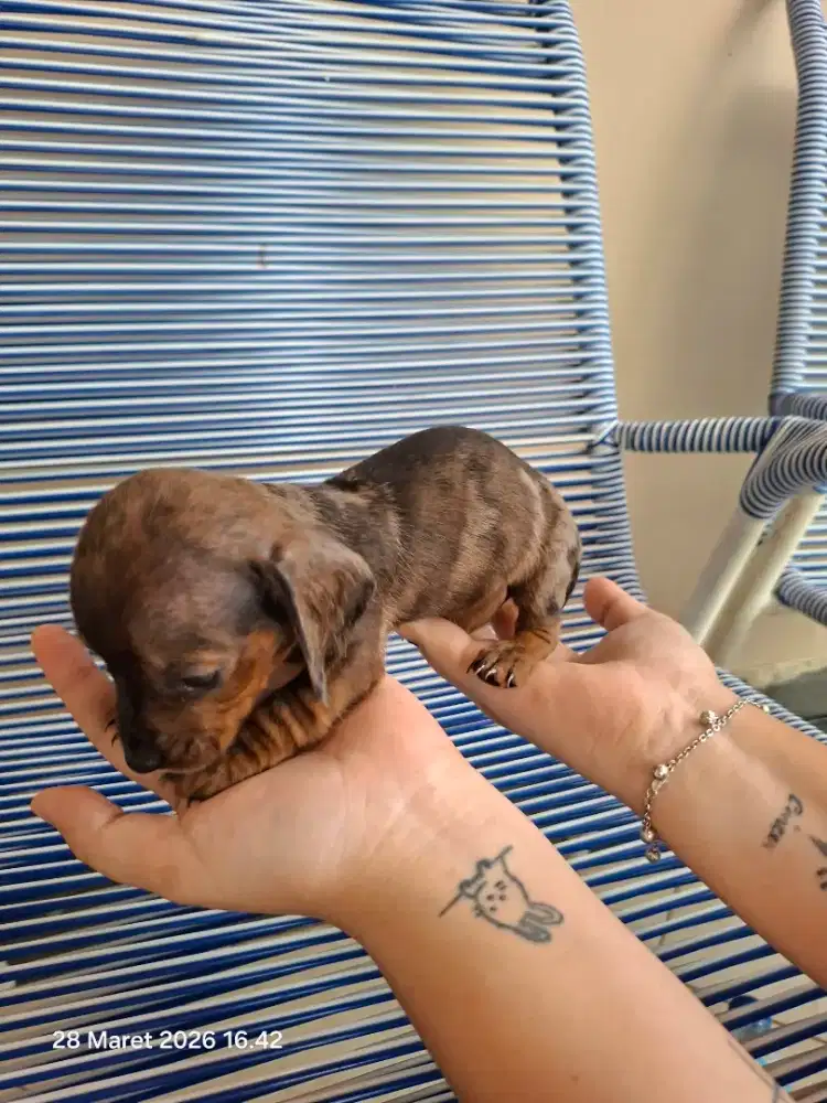 Anakan anjing tekel ( cewe )