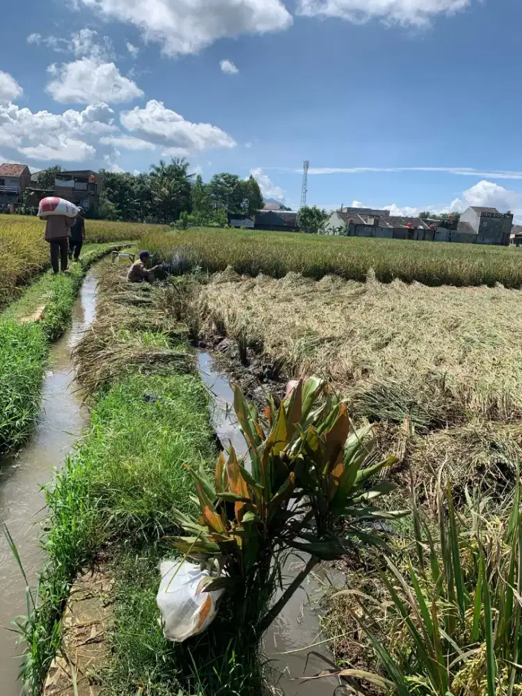 Jual Cepat! Sawah Subur 1498m2 di Rancaekek - Dekat Puteraco Gading