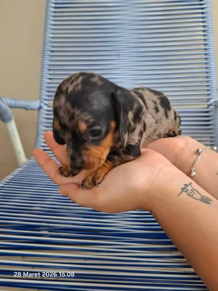 Anakan Anjing Tekel ( cowo )