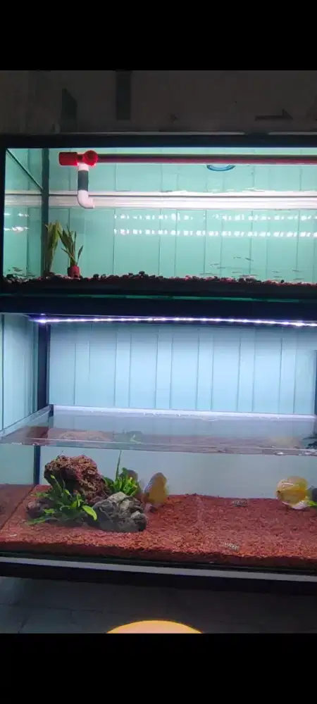 Pensiun Jual Aquarium /Akuarium 120x40 +  Bonus, include ikan Discuss