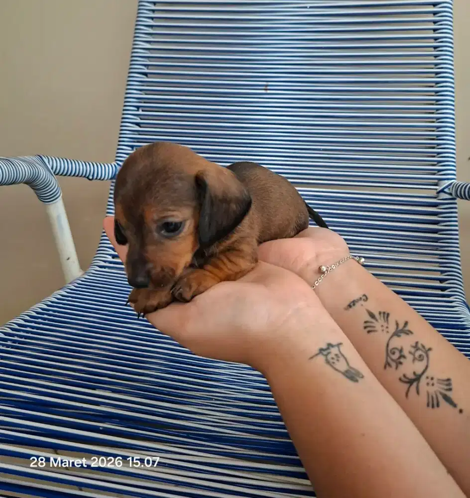 Anakan anjing tekel ( cowo )