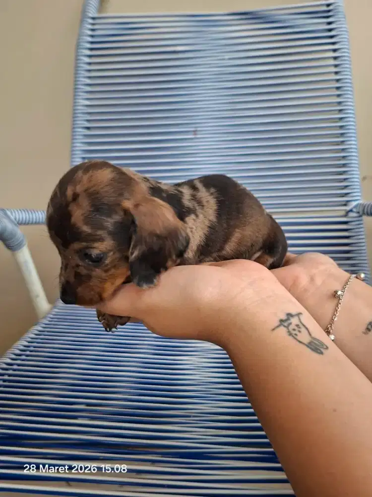 Anakan anjing tekel ( cowo )