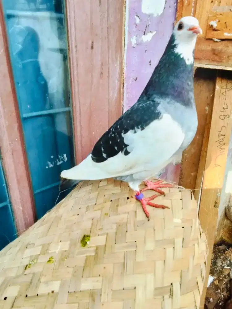 Burung merpati sepasang giring