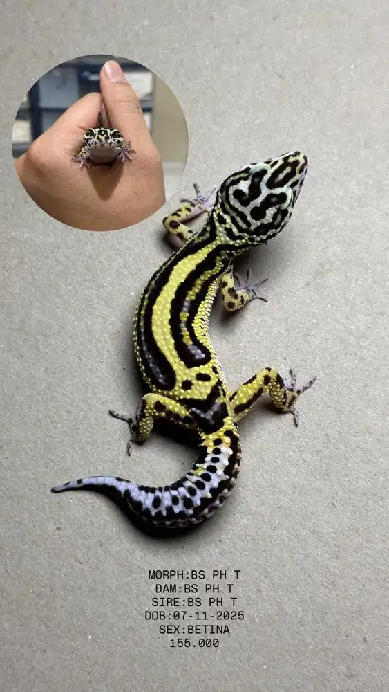 GECKO BOLD STRIPE BETINA
