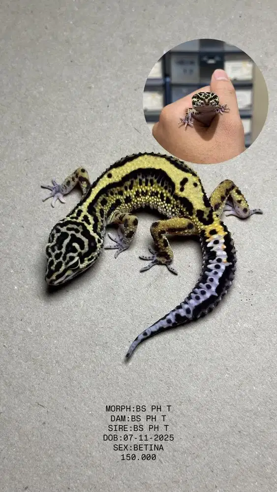 GECKO BOLD STRIPE PH T BETINA