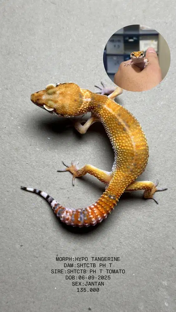 GECKO HYPO TANGERINE JANTAN