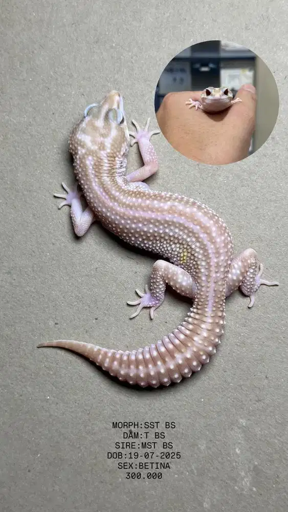 GECKO SST BS BETINA