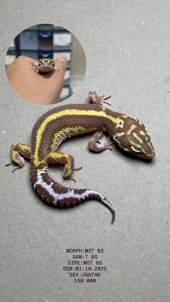 GECKO TREMPER BOLD STRIPE JANTAN