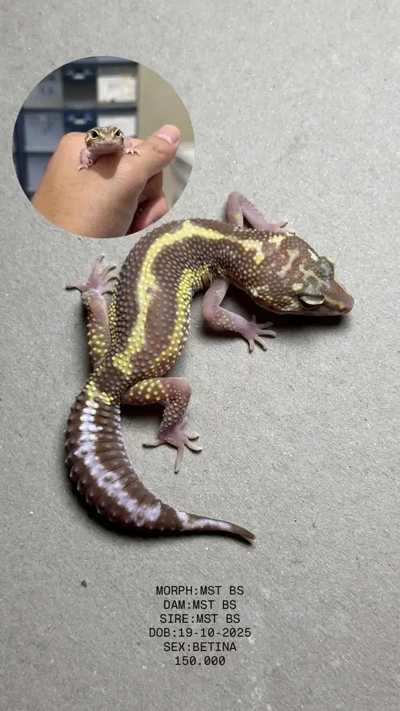 GECKO TREMPER BOLD STRIPE BETINA