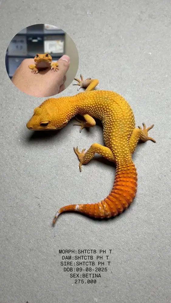 GECKO SHTCTB PH T BETINA