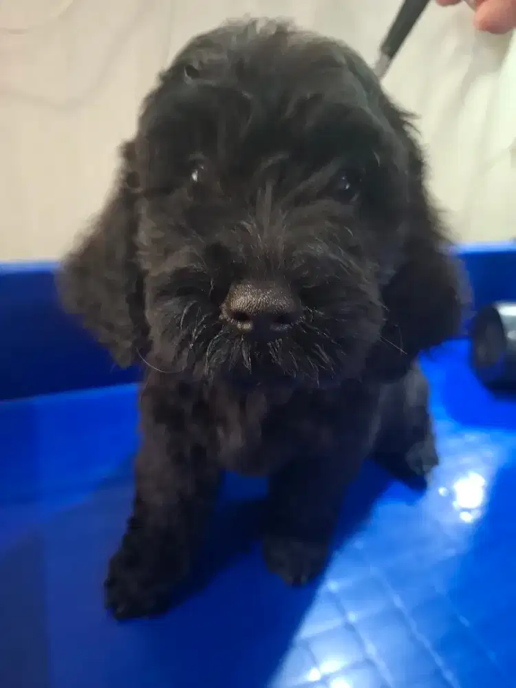 Toy poodle blood merle jantan