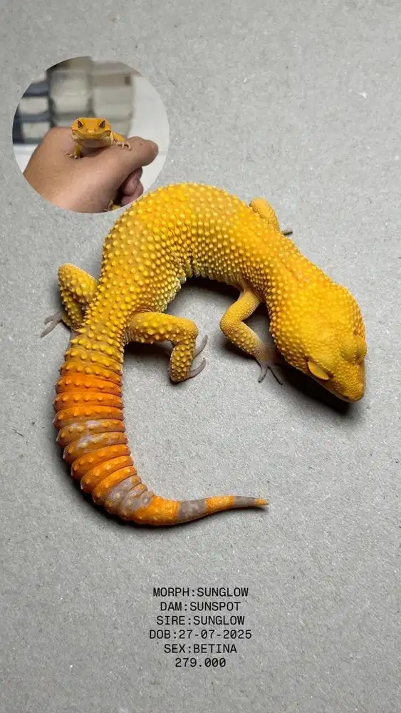 GECKO SUNGLOW BETINA
