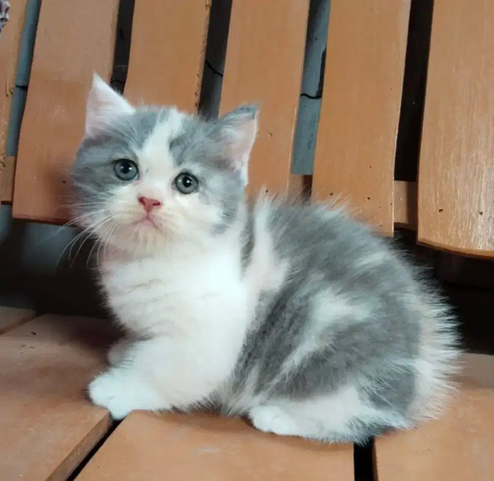 BSH Calico Dilute Female