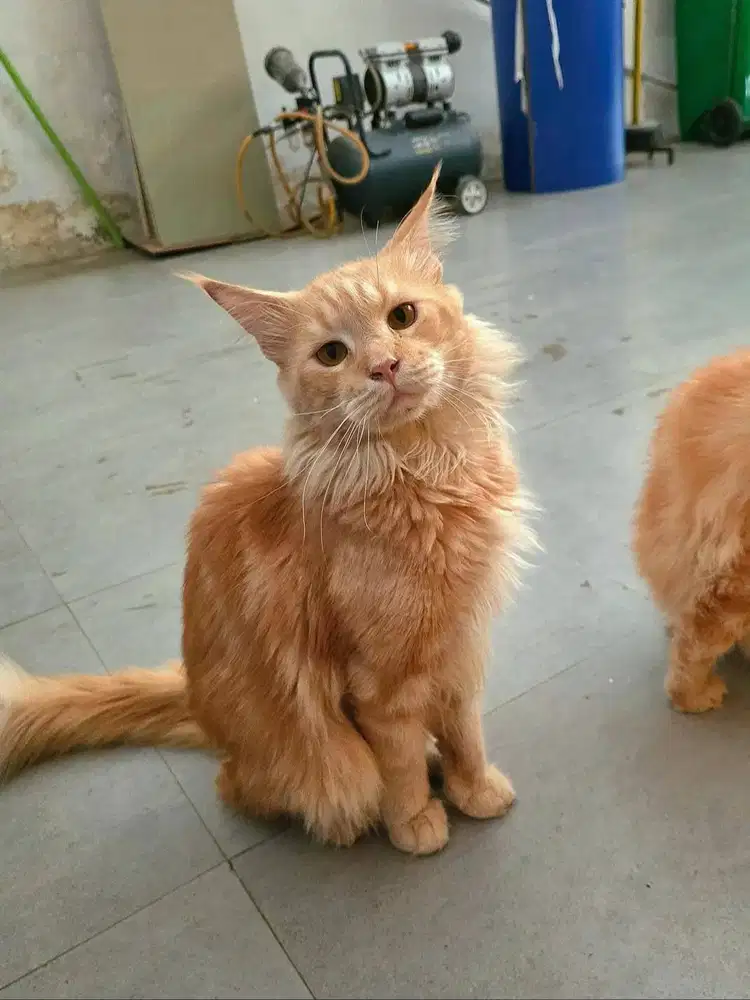 Kucing Mainecoon Jantan 2,5 tahun sudah bisa kawin