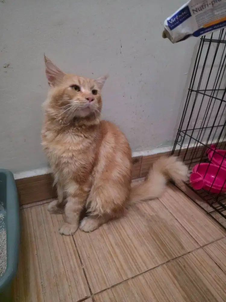 Kucing Mainecoon Indukan Jago Kawin