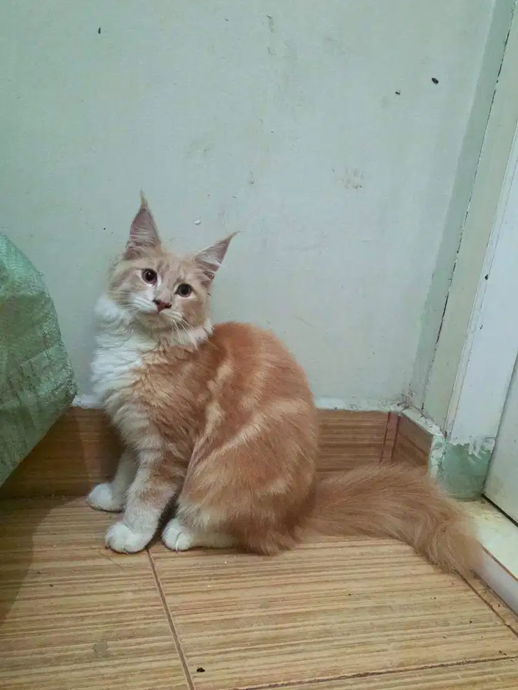 Kitten betina mainecoon 7 bulan