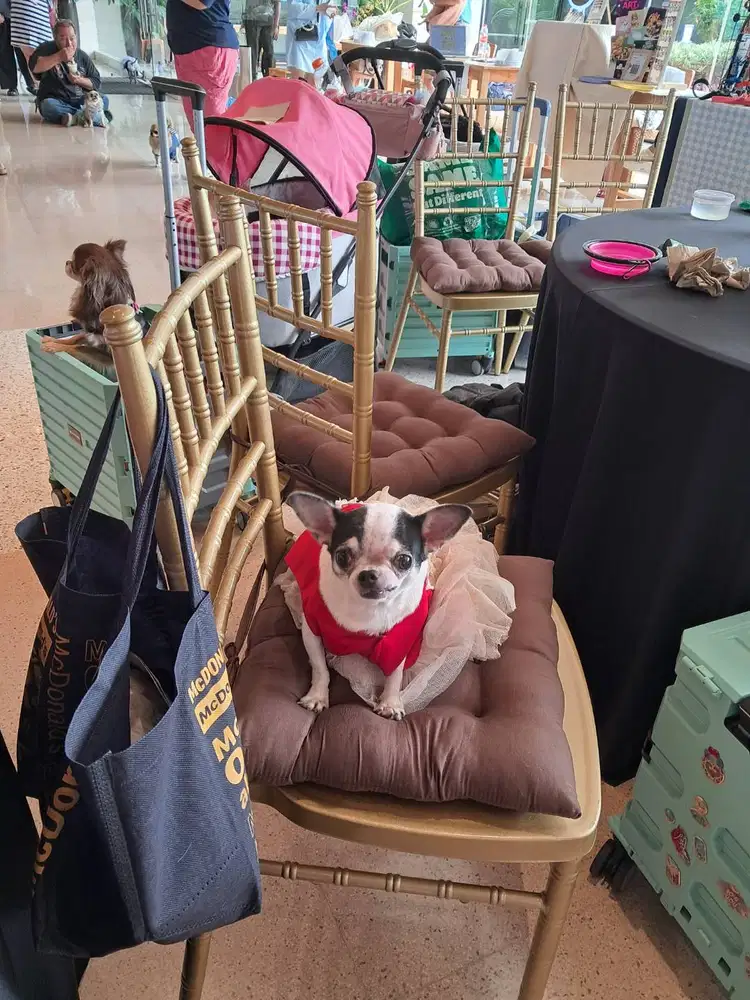 FS Chihuahua F 2y Healthy