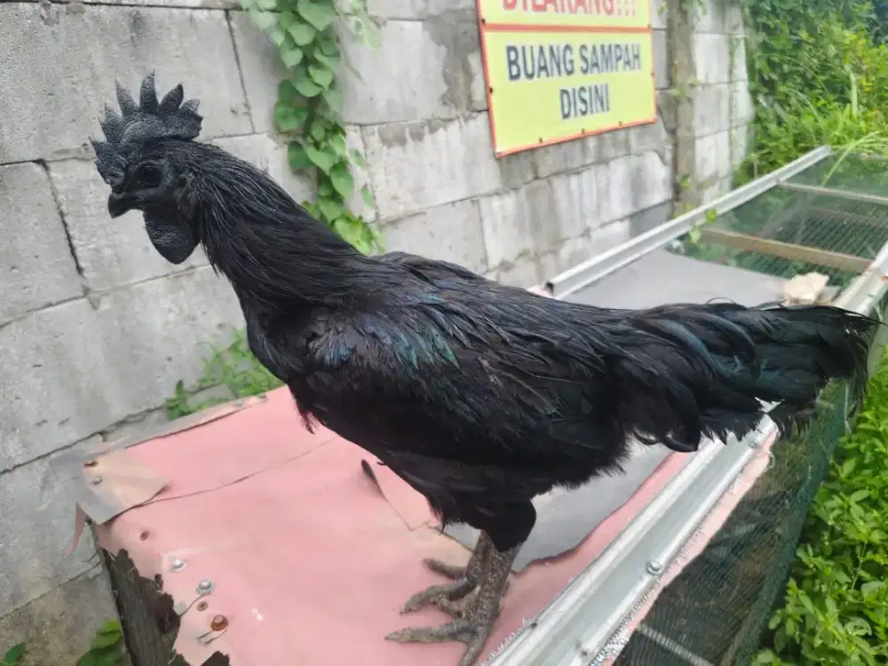 Cemani lidah abu