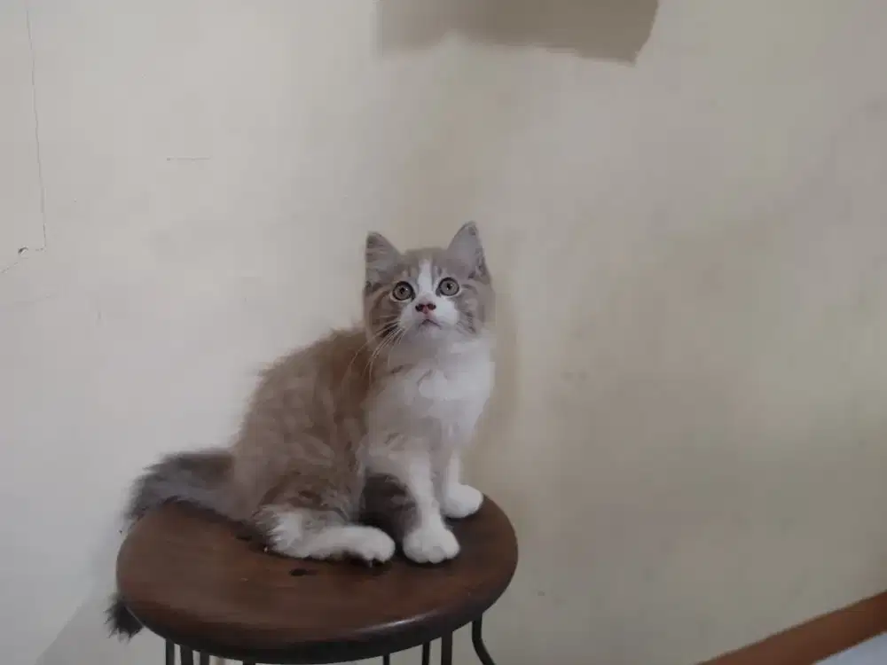 Kucing kitten persia ragdoll / anggora / himalaya / peaknose