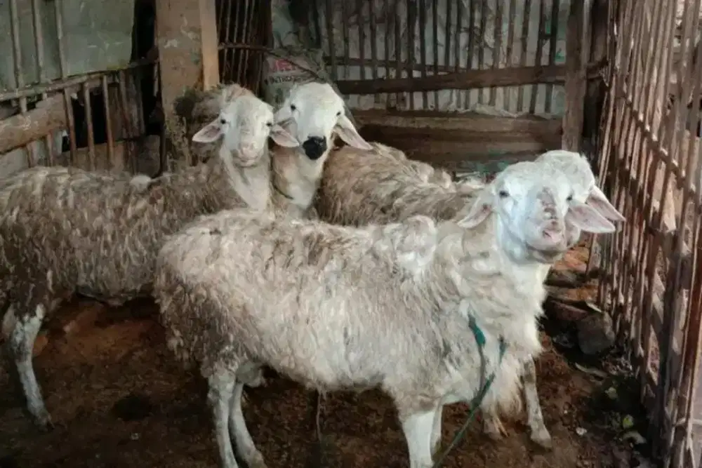Kambing domba sapi qurban