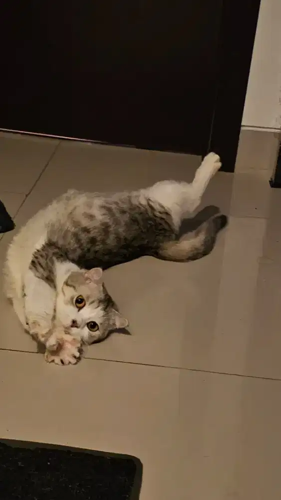 Kucing Scottish Fold Munchkin