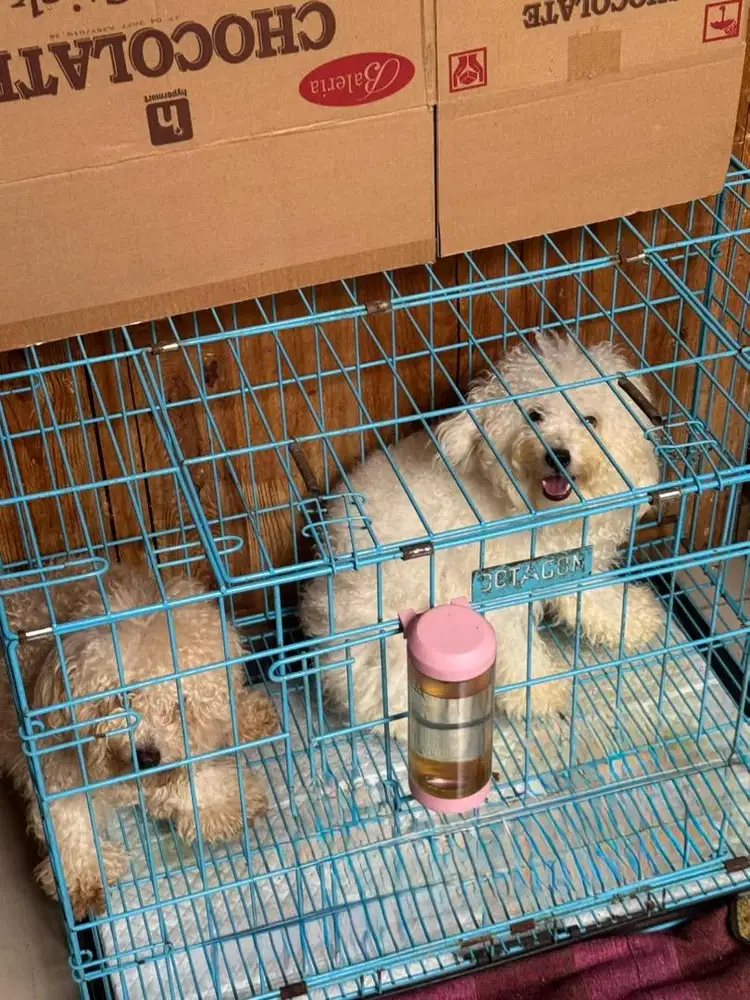 Podle jantan Putih  dan betina coklat