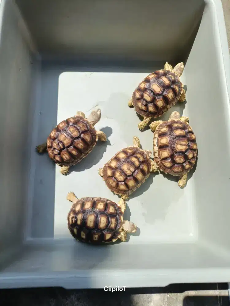Baby Sulcata Sehat