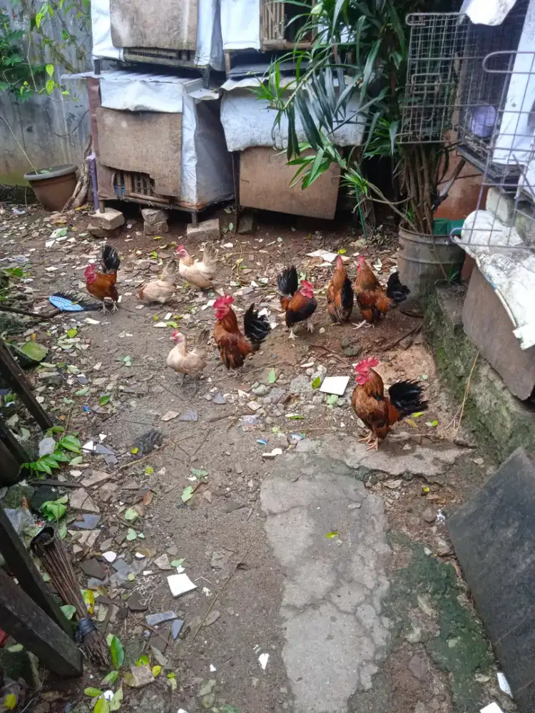 Dijual ayam Kate muda ada 10 ekor