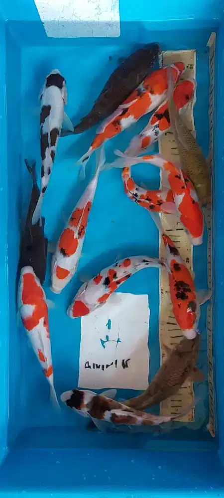 Ikan Koi Cantik Cakep