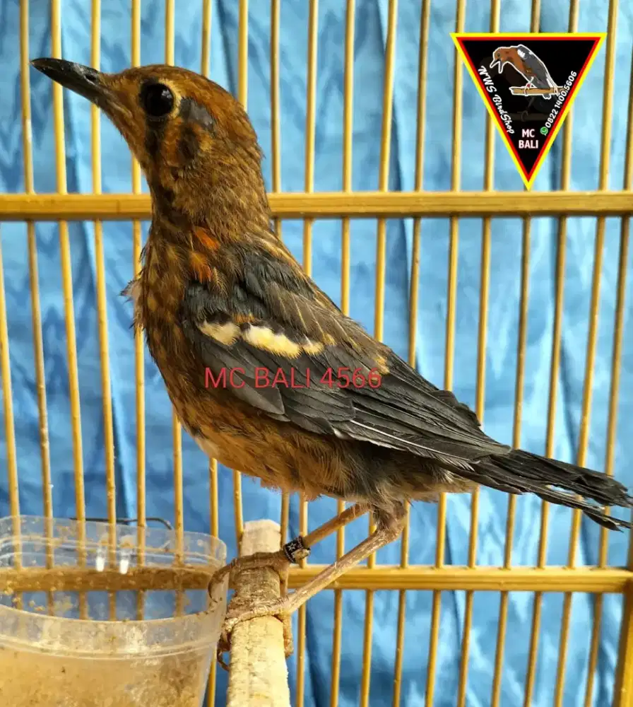 Anis Merah Trotol Ring MC BALI Garansi Jantan & Bunyi