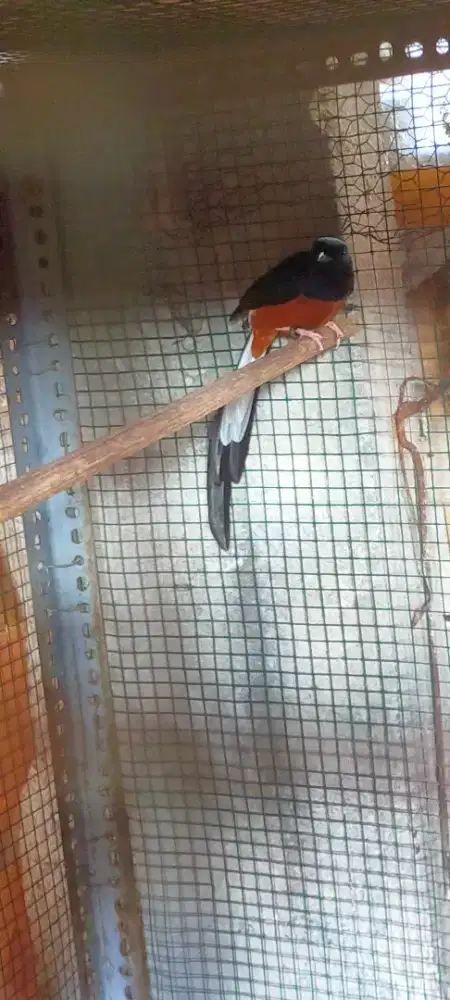 Muraibatu jantan cukup pe 18-19cm