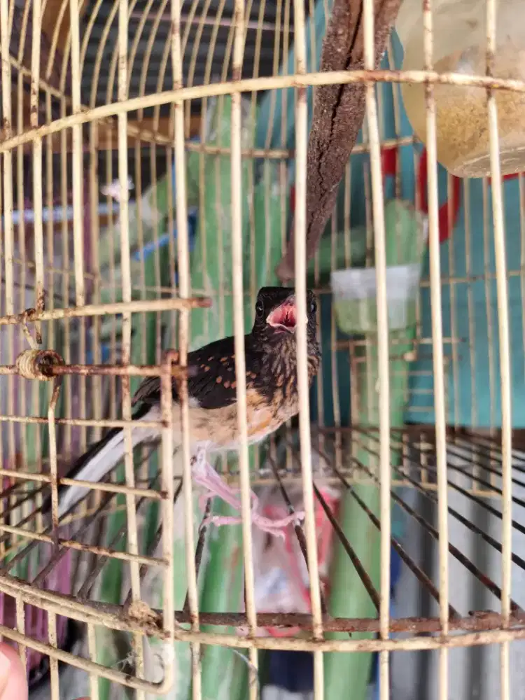 Murai trotol Fullset