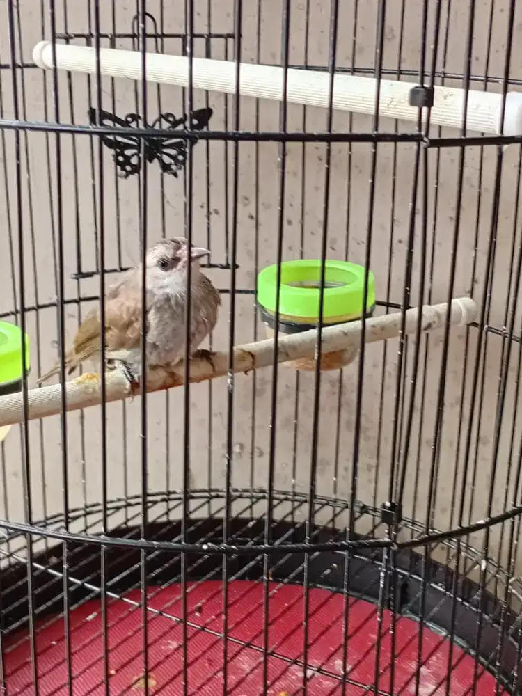 Burung trucuk trotolan